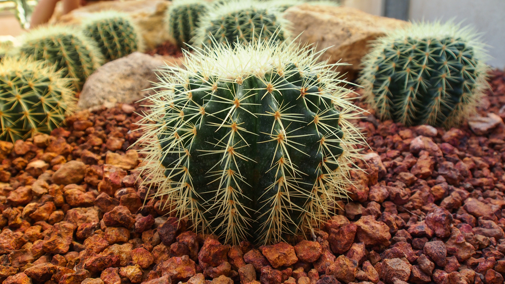Golden Barrel Cactus, Echinocactus Grusonii Plant. צילום: shutterstock