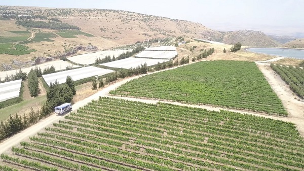 ספארי בין הכרמים: גם נוף, גם סיור ביקב וגם טעימות יין. צילום: עופר פריימן