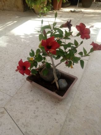 לגדל צמח בעציץ בתחתית עציץ - היביסקוס אדום