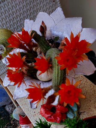 קקטוס קטן עם המון פרחים