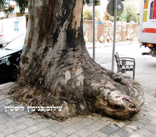 ***רגלו של האקליפטוס,,,,[שדרות רוטשילד 1 תל-אביב],,,,,