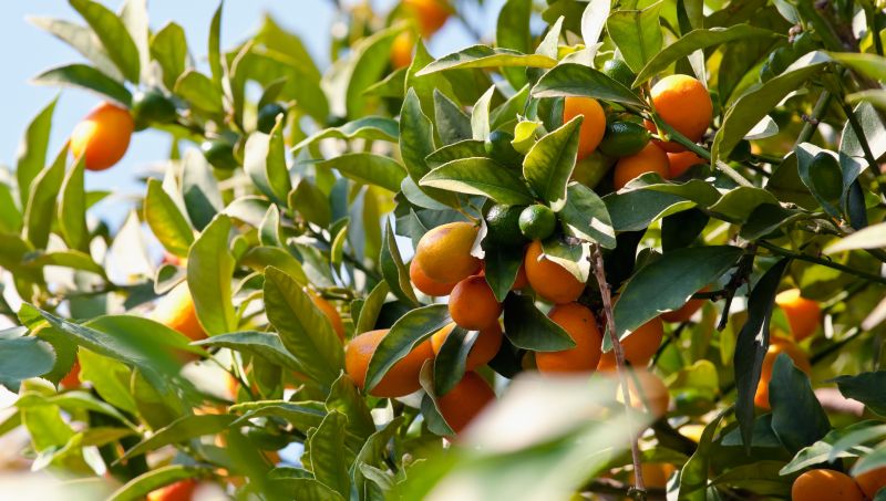 פירות טריים ואורגניים אצלכם בחצר – ובחינם