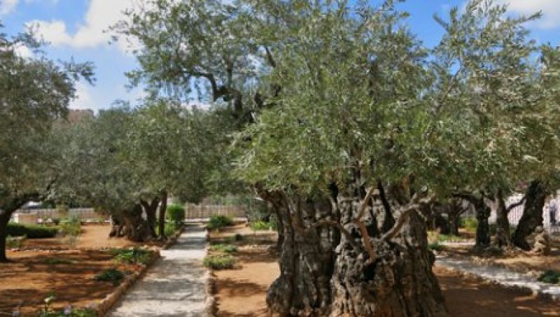 אל העצים העתיקים