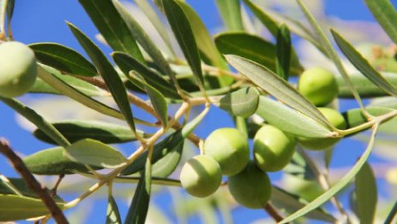 בריאות בעלה של זית