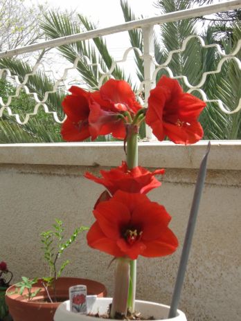 הפרח.