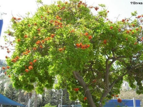 ילד מתעורר.