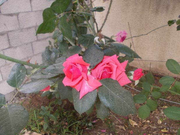 יציאות-סבתוש ונכדה האהוב