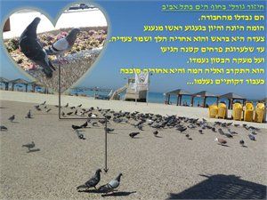 יון ויונה בשפת הים