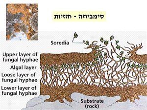 עופרה בריל מזמינה לבלוג שלה