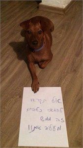 פוסט היתולי.      מחאת הכלבים